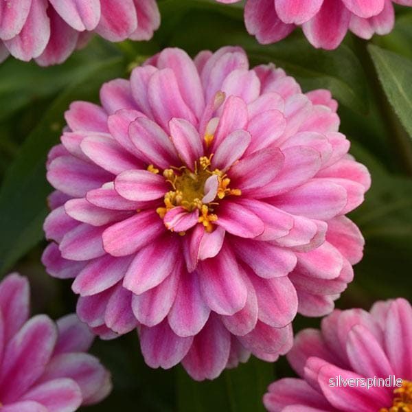 Zinnia ’Zahara Double Raspberry Ripple’ Zinnia ’Zahara Double Raspberry Ripple’
