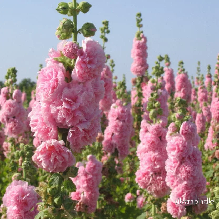 Stockros ‘Chater’s Rose’ - Bild 2