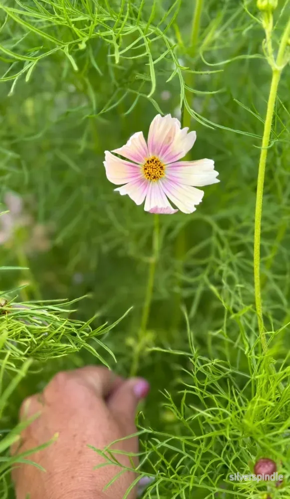 Rosenskära ‘Apricot Lemonade’ - Bild 3