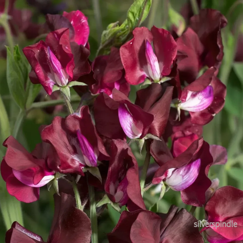 Luktärt ‘Elegance Burgundy’ Luktärt ‘Elegance Burgundy’