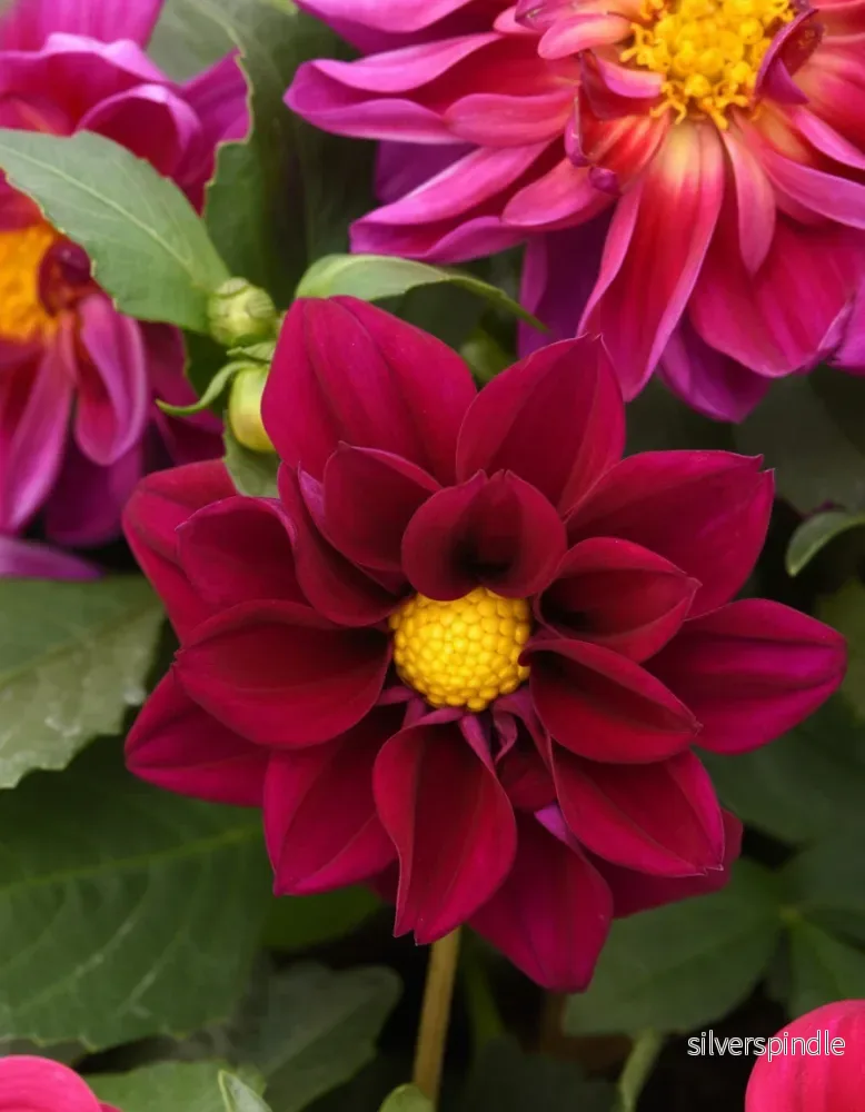 Sommardahlia ‘Figaro Violet Shades’ Sommardahlia ‘Figaro Violet Shades’