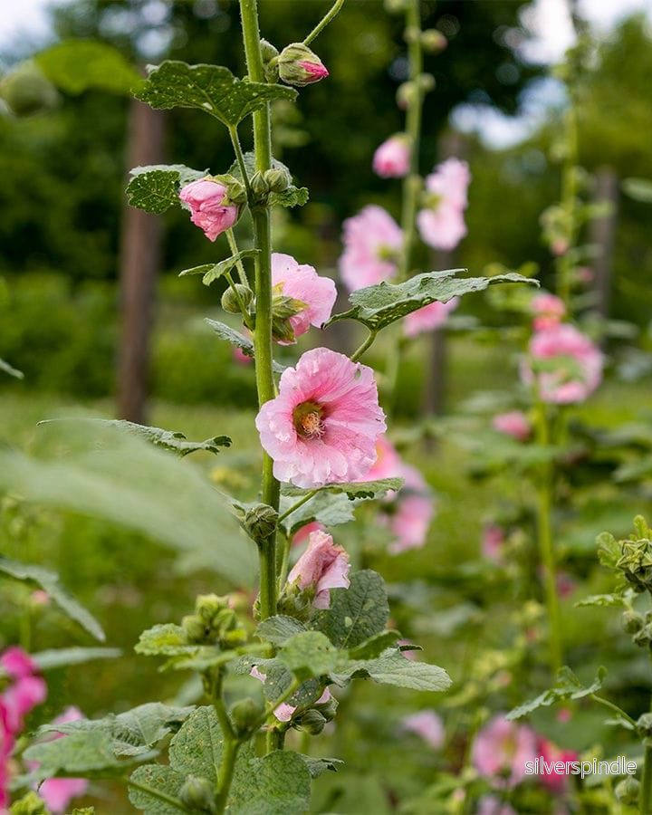 Stockros ‘Lene’ Stockros ‘Lene’