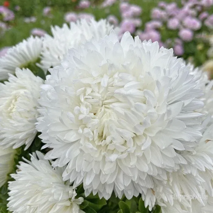 Sommaraster ‘King Size White’