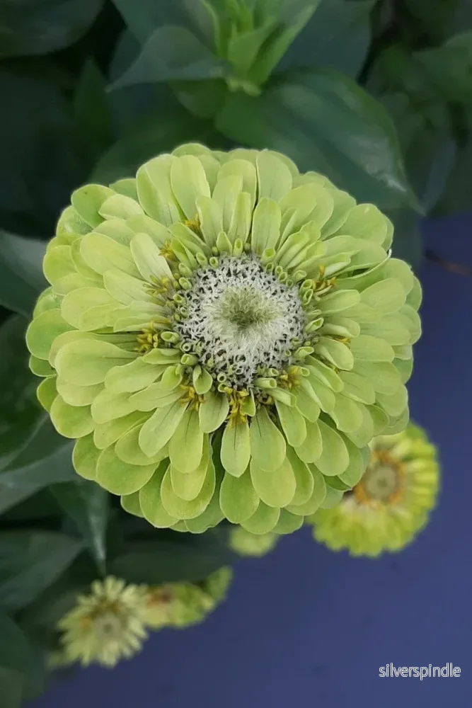 Zinnia ‘Benary Giant Lime’ Zinnia ‘Benary Giant Lime’