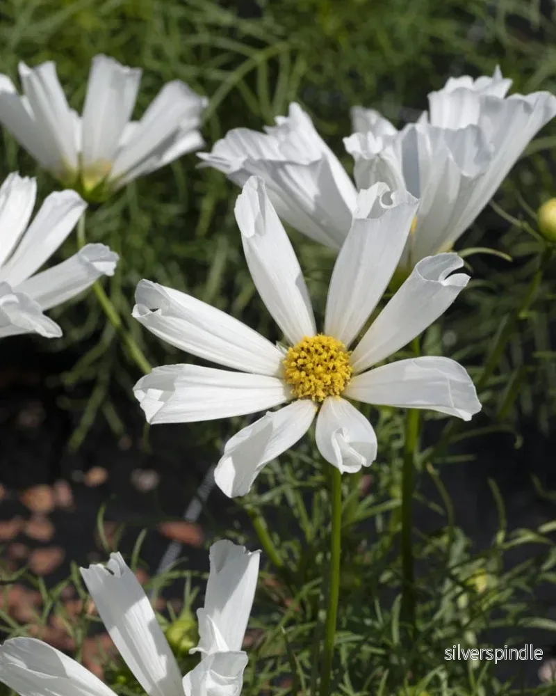 Rosenskära ‘Pinwheel White’ Rosenskära ‘Pinwheel White’