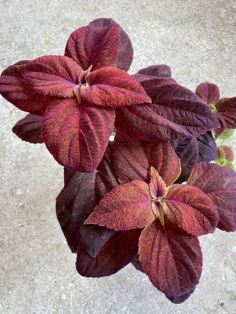 Palettblad ‘Grenadine’