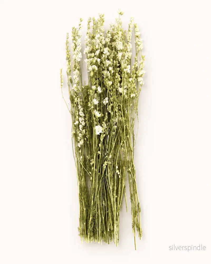Torkad riddarsporre – vit Torkad riddarsporre – vit