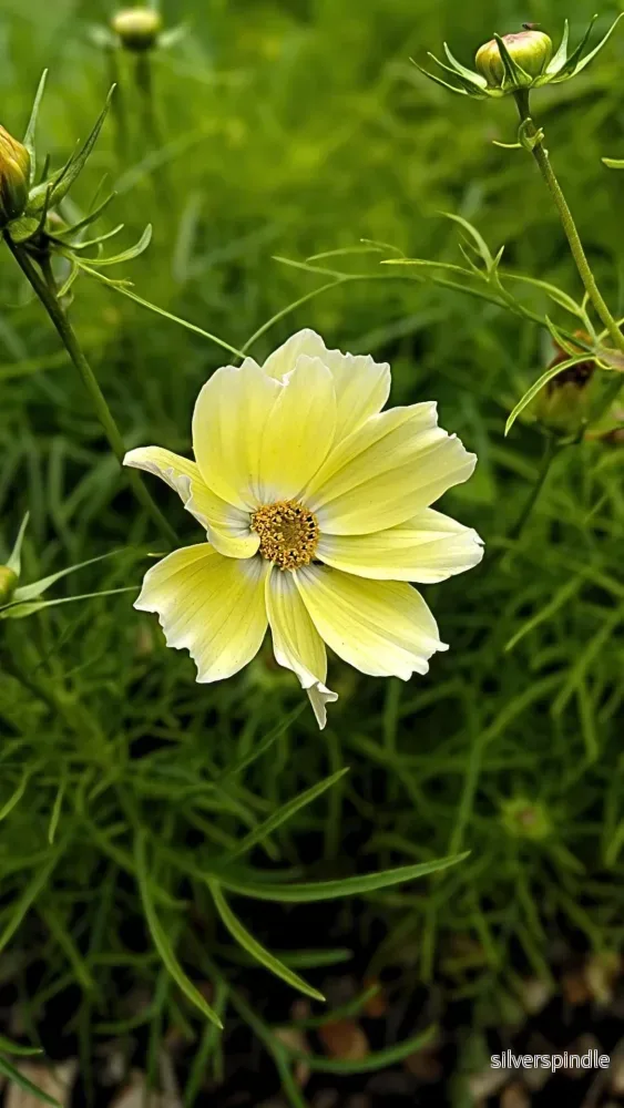 Rosenskära ‘Xanthos’ - Bild 2