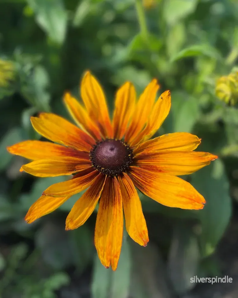 Sommarrudbeckia 'Cappuccino' - Bild 3
