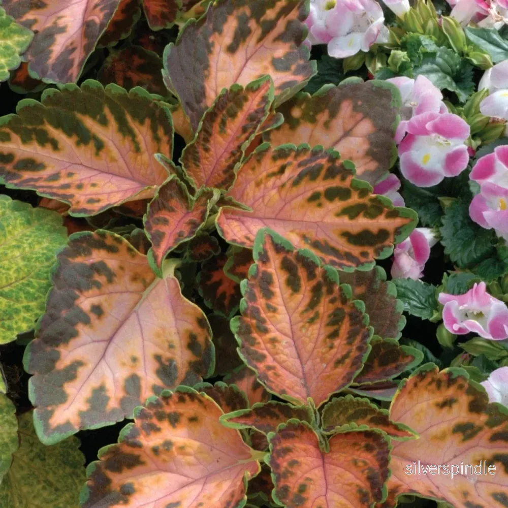 Palettblad ‘Wizard Coral Sunrise’ Palettblad ‘Wizard Coral Sunrise’