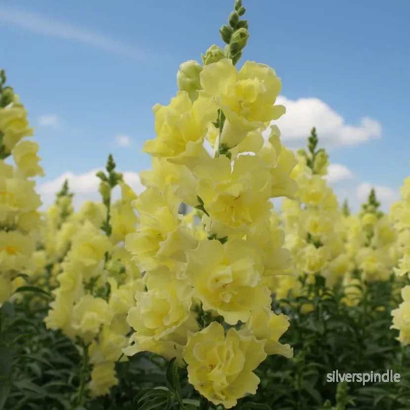 Lejongap ‘Doubleshot Yellow’ F1