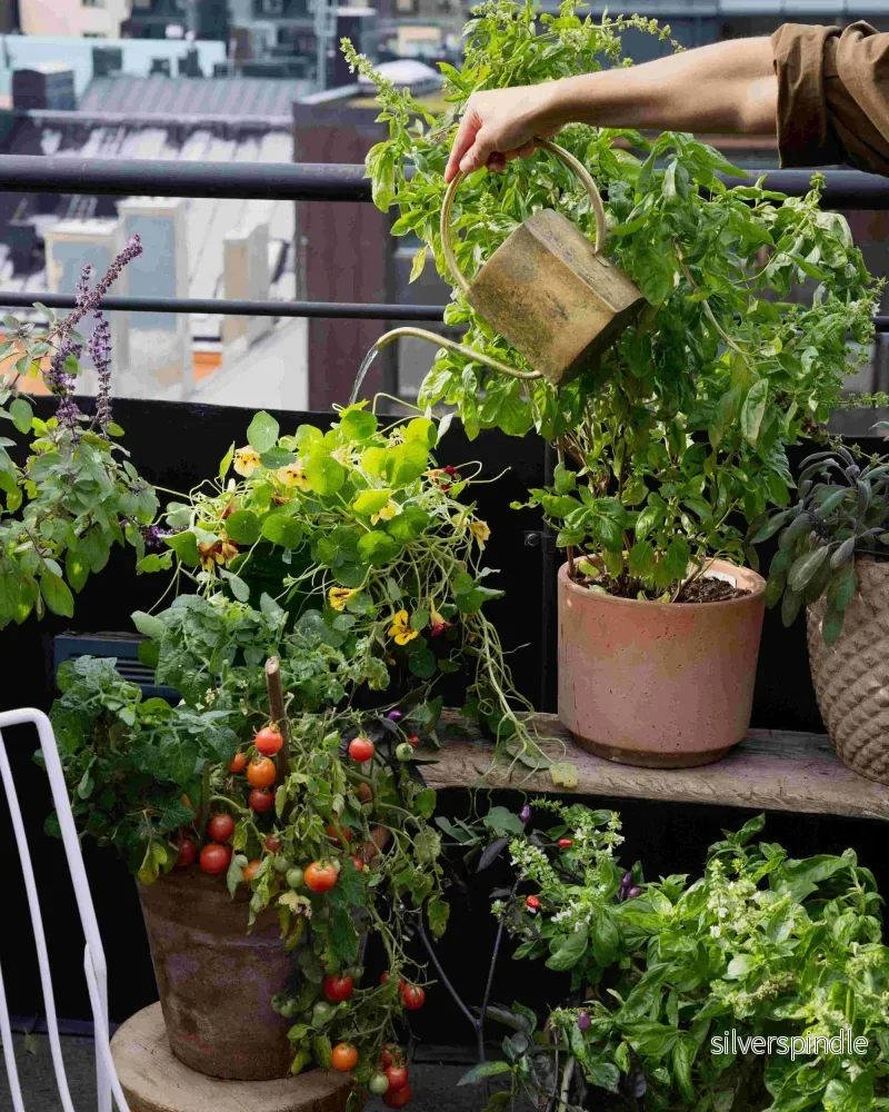 Balcony Beauty Collection - För balkongodlaren - Bild 2