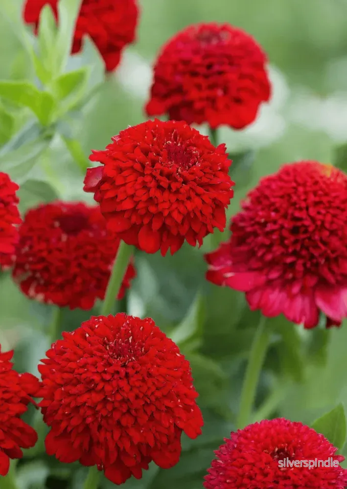 Zinnia ‘Cresto! Red’ Zinnia ‘Cresto! Red’