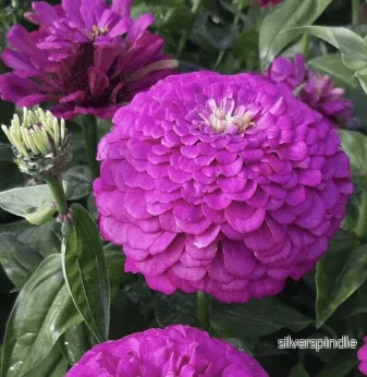 Zinnia ‘Benary’s Giant Lilac’ - Bild 2