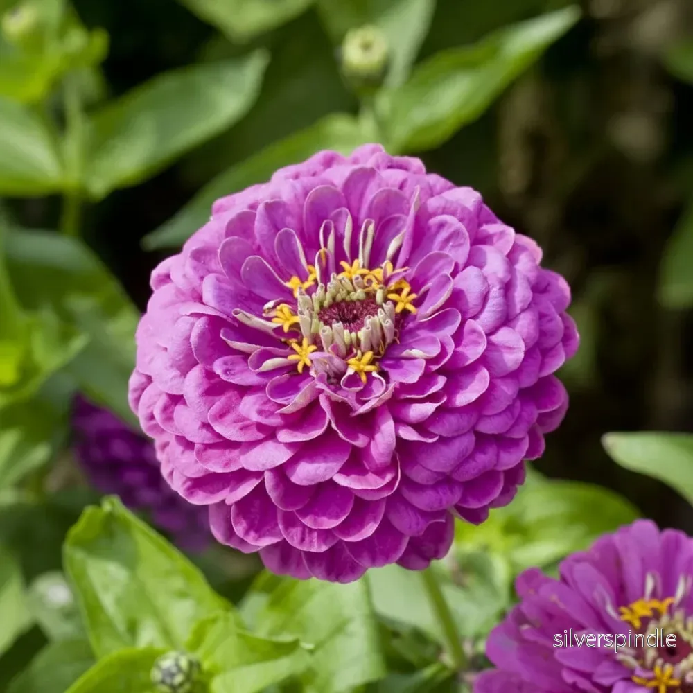 Zinnia ‘Purple Prince’