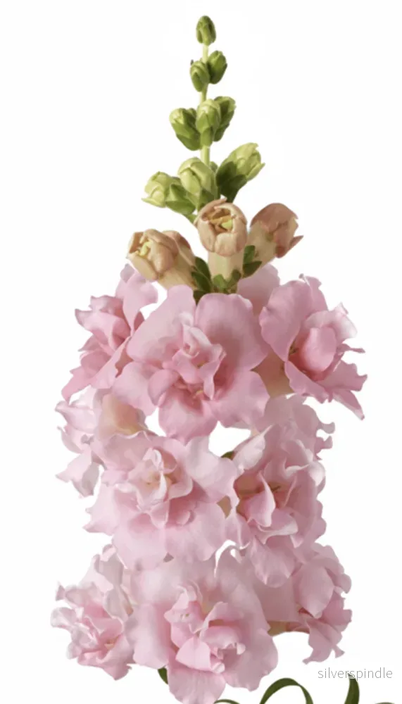 Lejongap ‘Snapstar Pink’ F1 - Bild 3