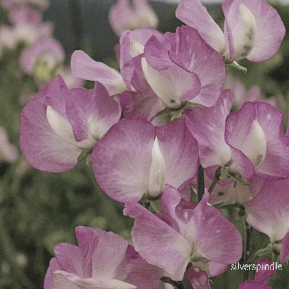 Luktärt ‘Mammoth Rose Pink’ Luktärt ‘Mammoth Rose Pink’