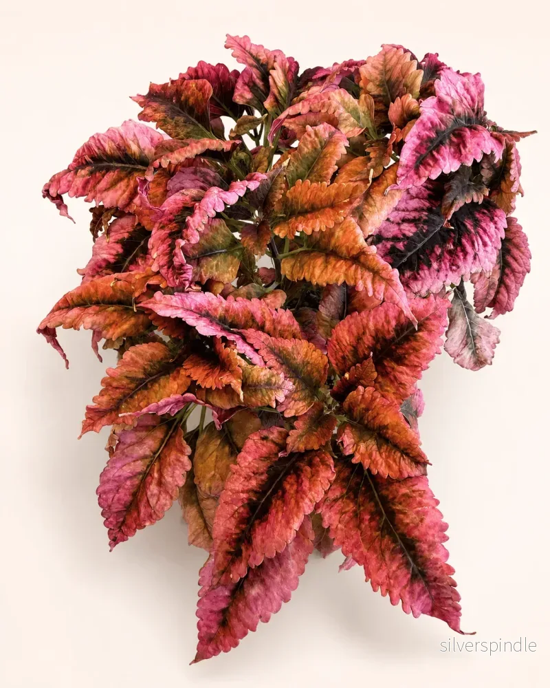 Palettblad ’Frösådd Mariposa x Larven’ Palettblad ’Frösådd Mariposa x Larven’
