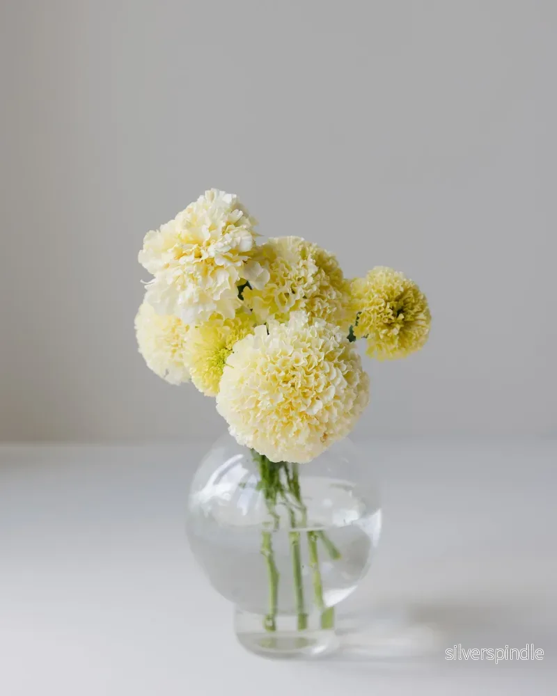 Tagetes 'Kilimanjaro' - Bild 3