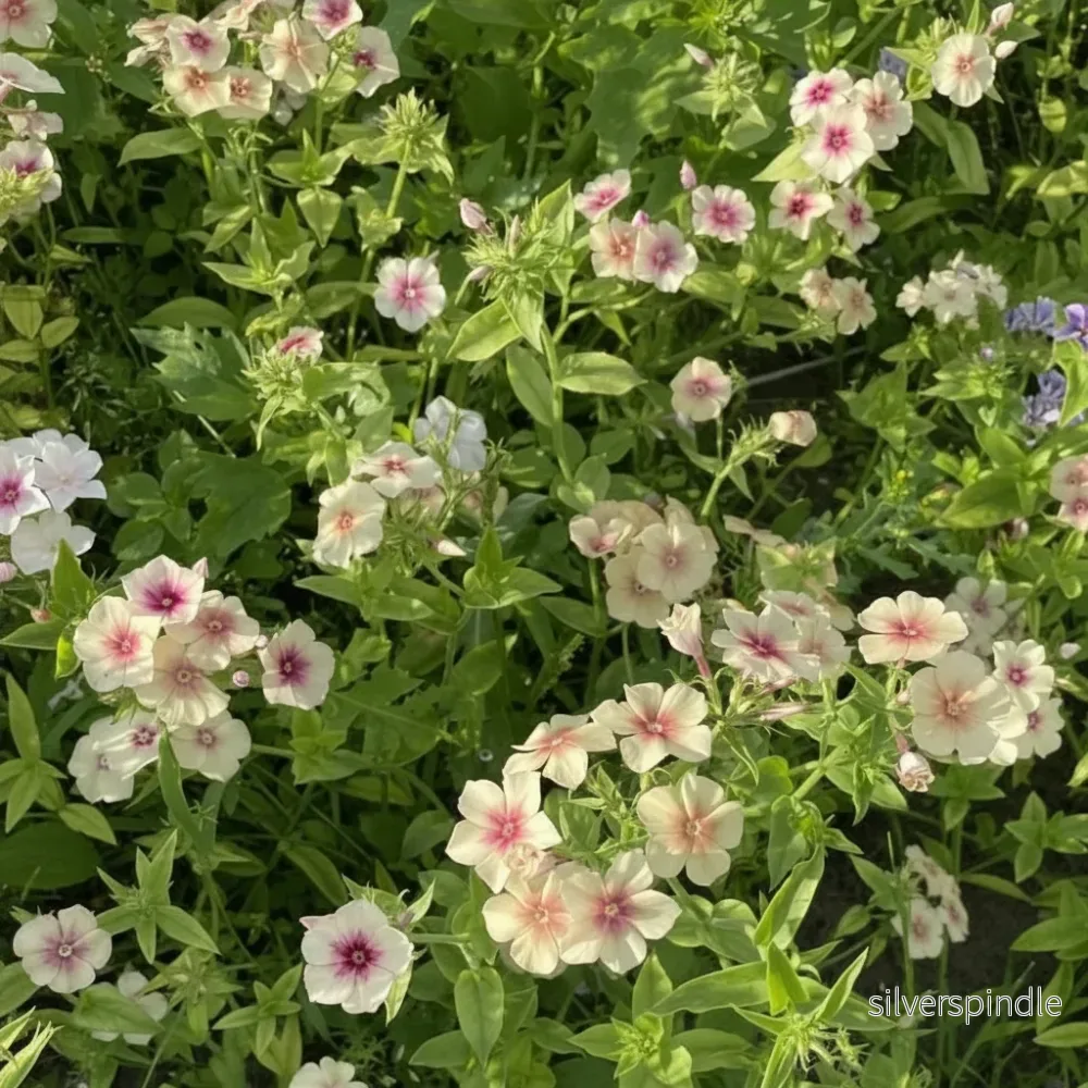 Sommarflox ‘Cherry Caramel’ - Bild 3