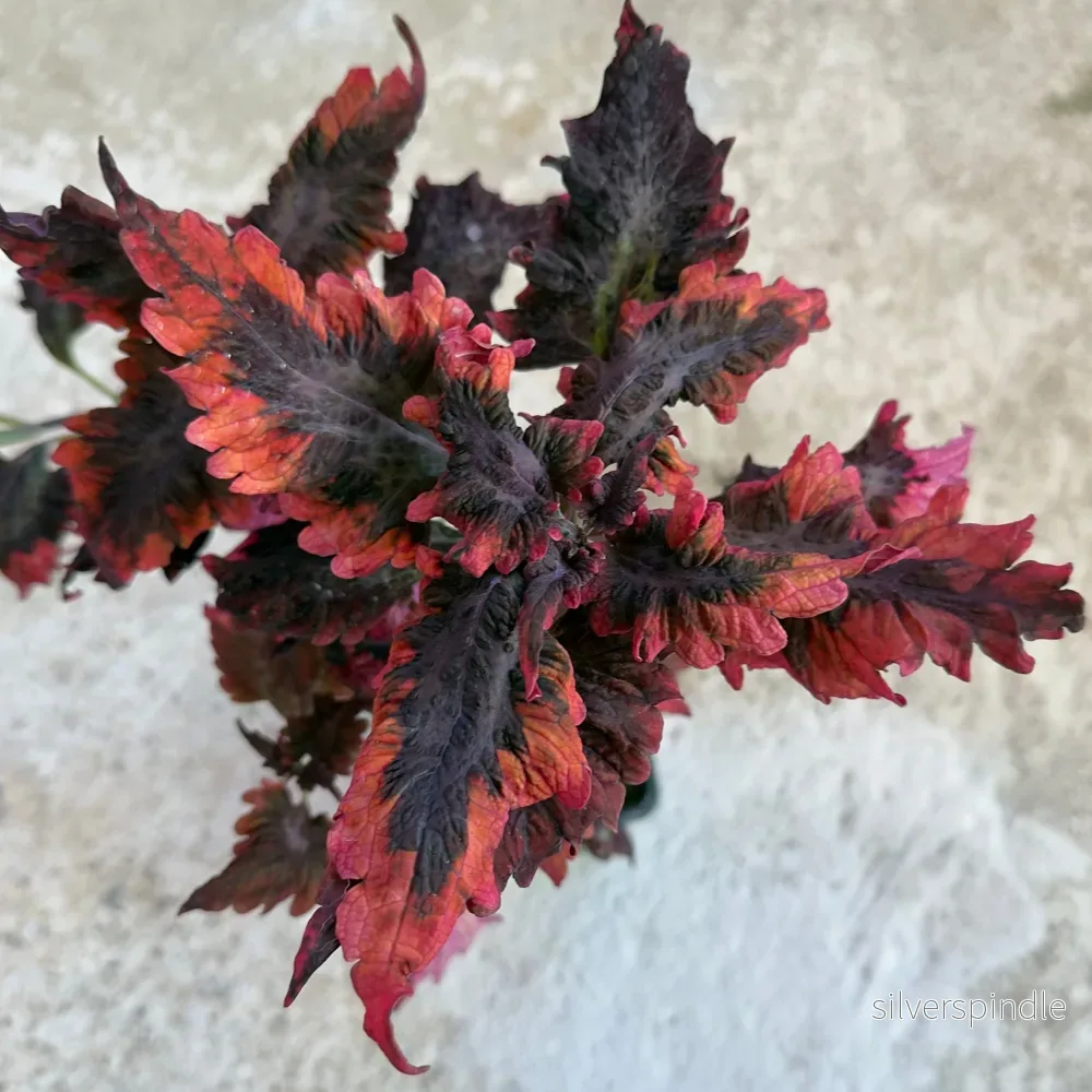 Palettblad ’Red Snapper UTS™’ Palettblad ’Red Snapper UTS™’