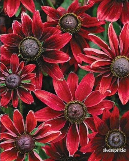 Rudbeckia ‘Cherry Brandy’ - Bild 2