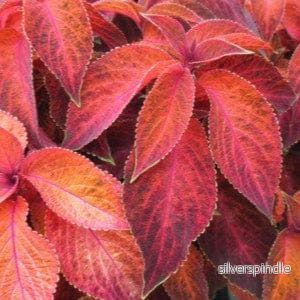 Palettblad ‘Wizard Sunset’