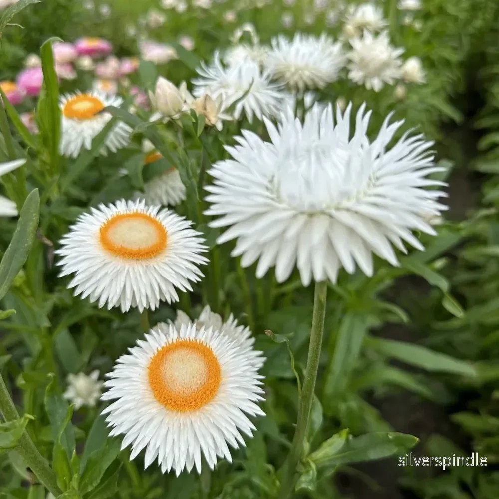 Jätteeternell ‘Silver White’ - Bild 3