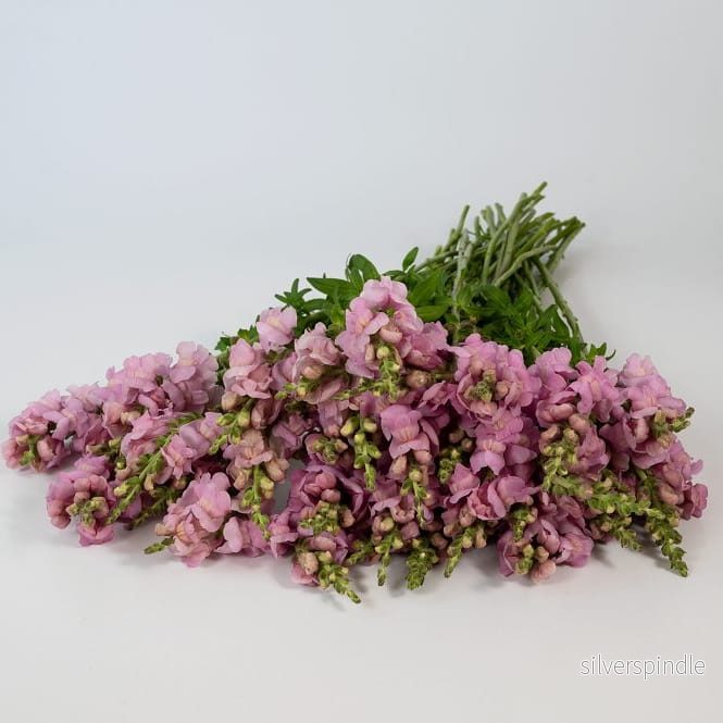 Lejongap ‘Opus III Lavender’ F1 - Bild 2