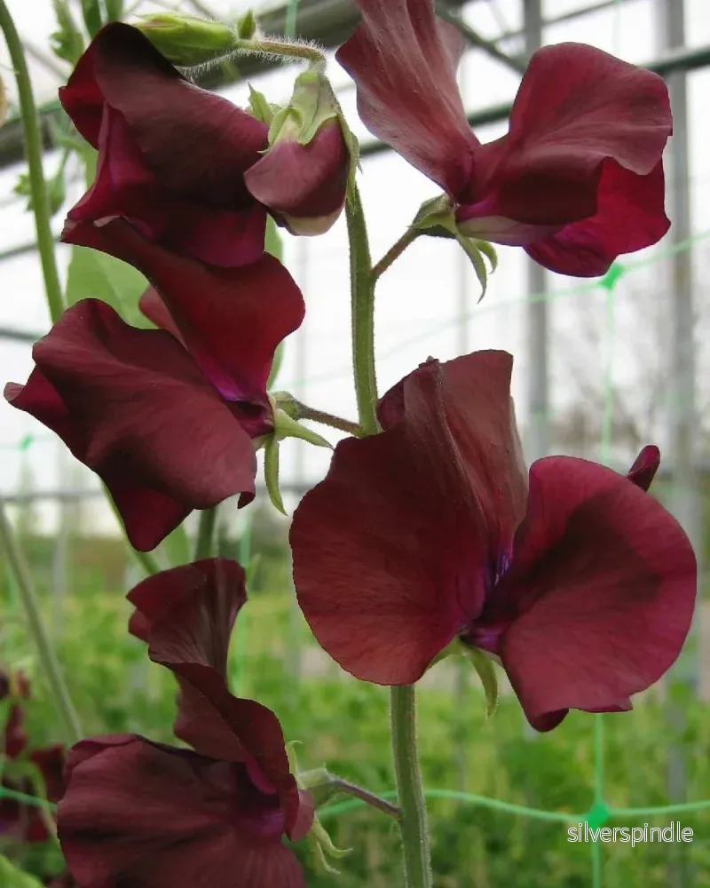 Luktärt 'Spring Sunshine Burgundy' - Nyhet! - Bild 2