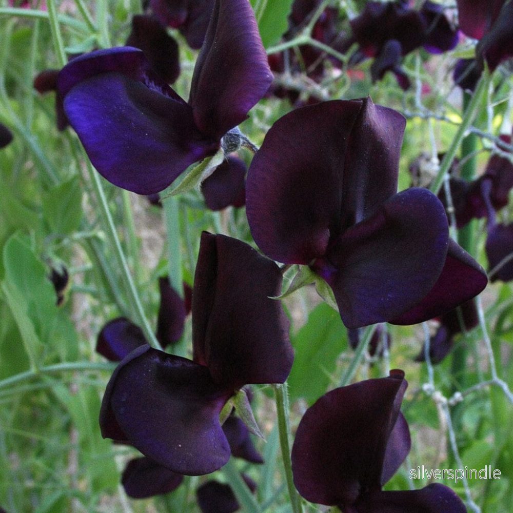 Luktärt ‘Almost Black’