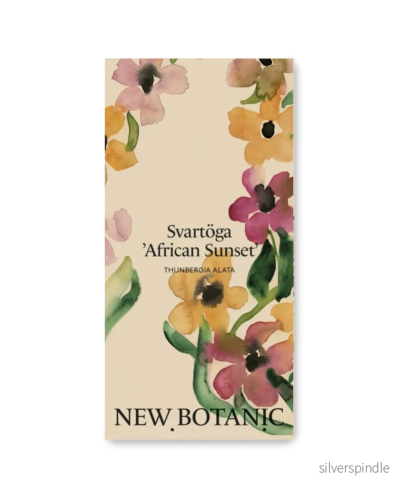 Svartöga 'African Sunset' - Nyhet!