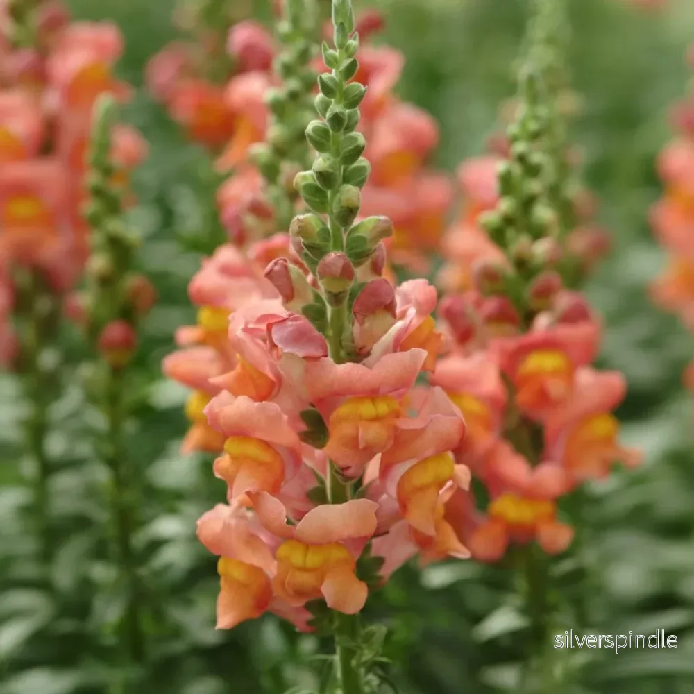 Lejongap ‘Potomac Orange’ F1 Lejongap ‘Potomac Orange’ F1