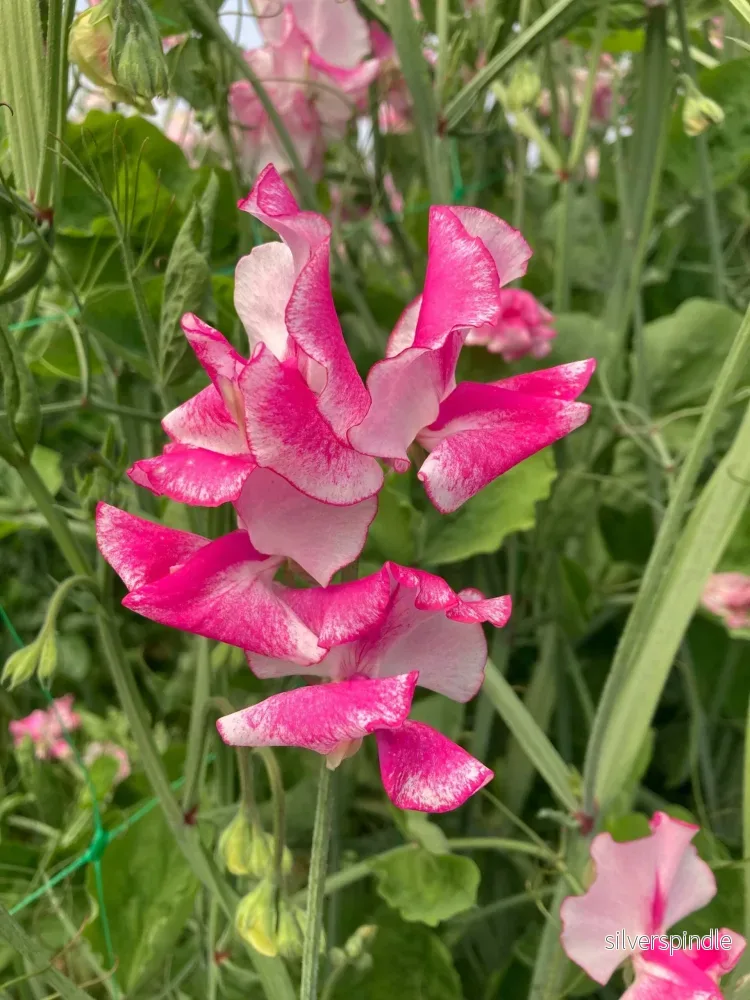 Luktärt ‘Spencer Pink Ripple’ - Bild 2