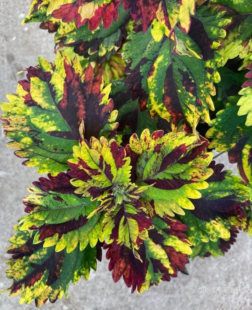 Palettblad ‘Hyper’
