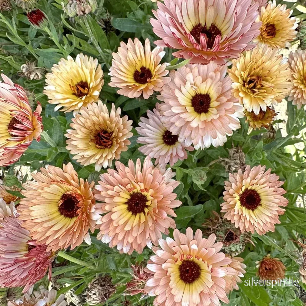 Ringblomma ‘Orange Flash’