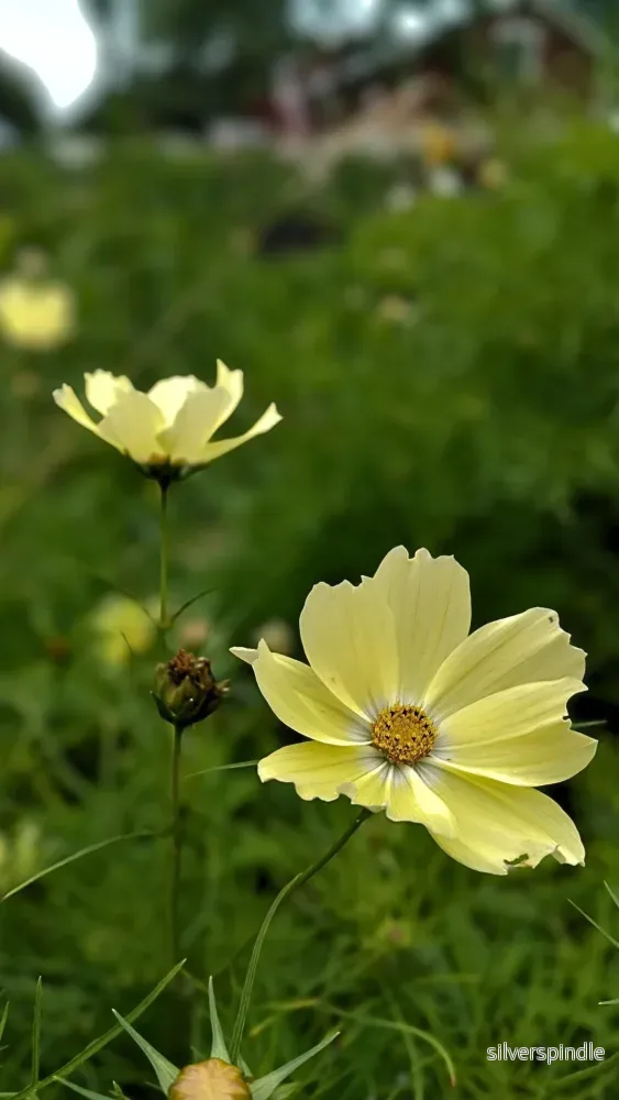 Rosenskära ‘Xanthos’ - Bild 3