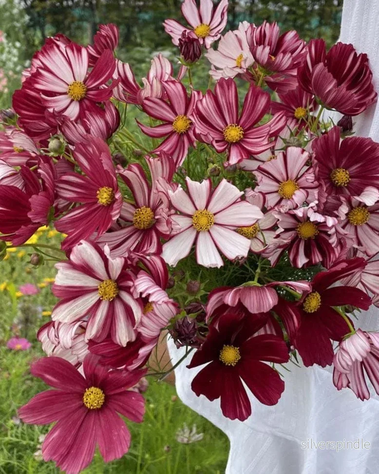 Rosenskära ‘Velouette’ - Bild 2