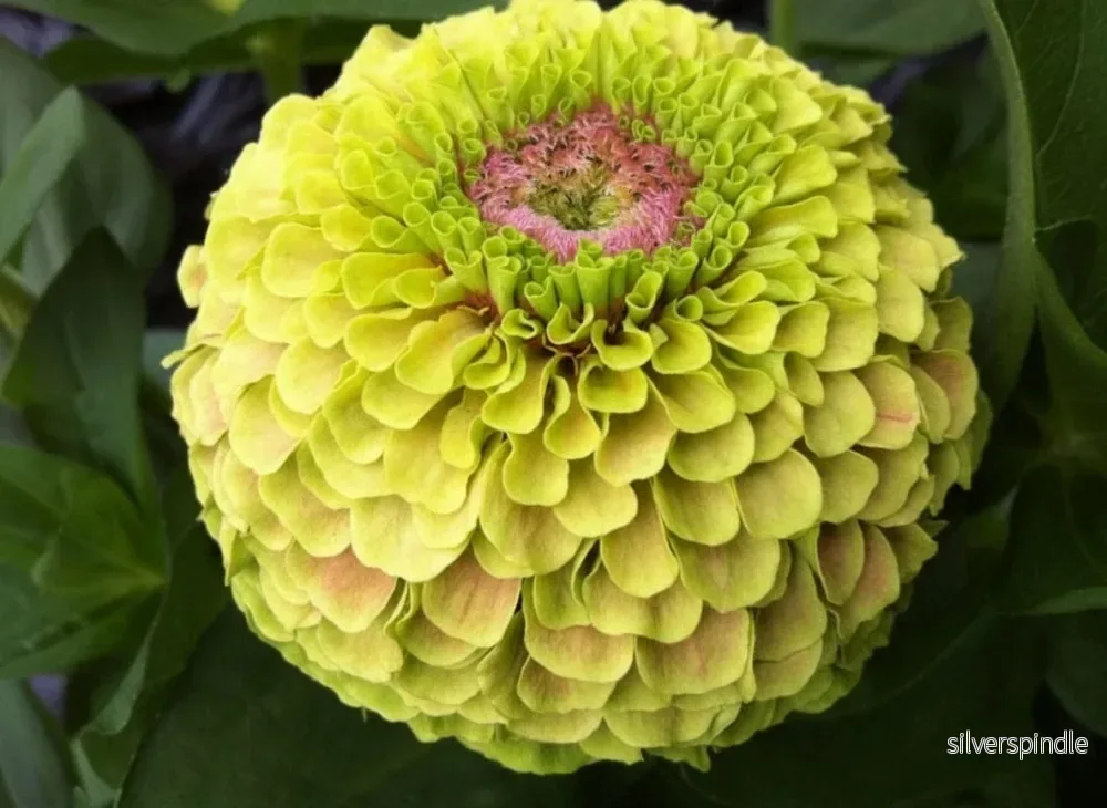 Zinnia ‘Queeny Lime Blotch’