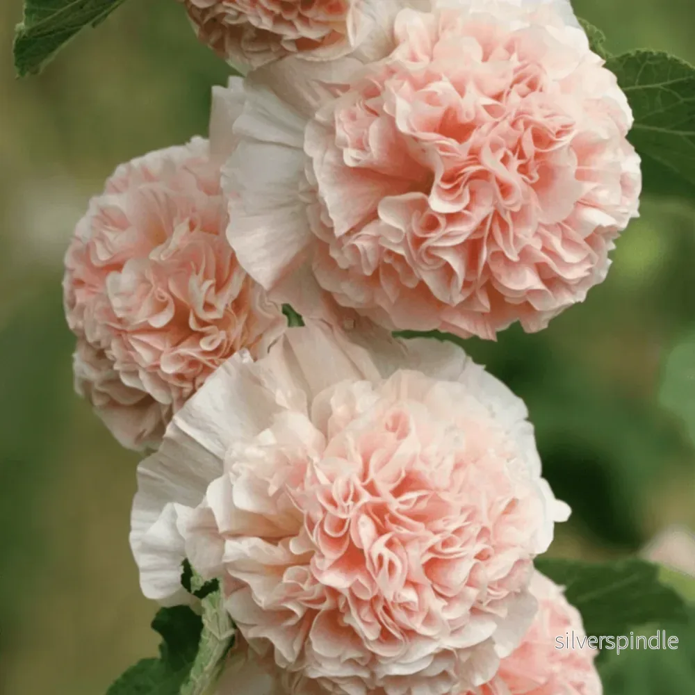 Stockros ‘Chater’s Double Chamois Rose’ Stockros ‘Chater’s Double Chamois Rose’