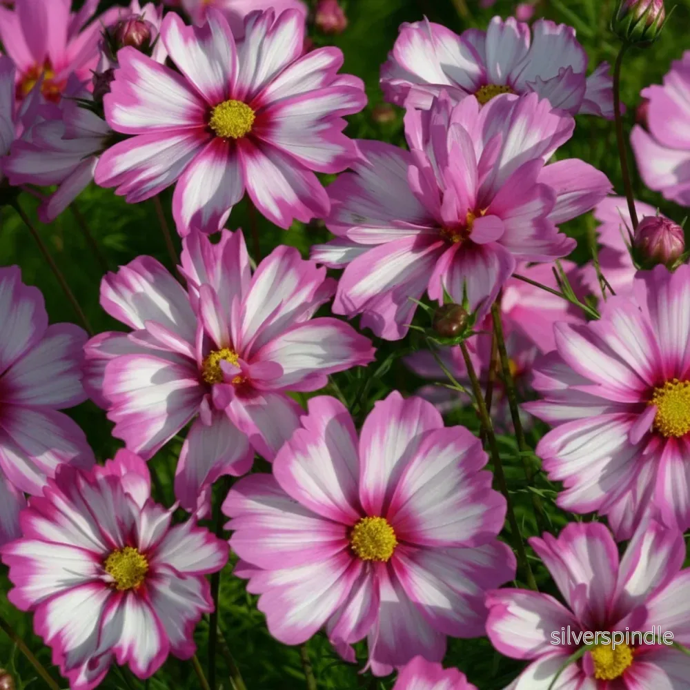Rosenskära ‘Capriola’ Rosenskära ‘Capriola’