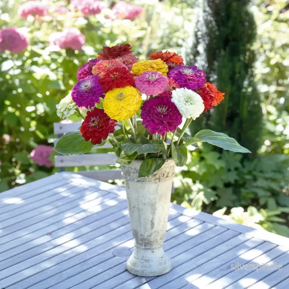 Zinnia ‘Benary’s Giant Mix’