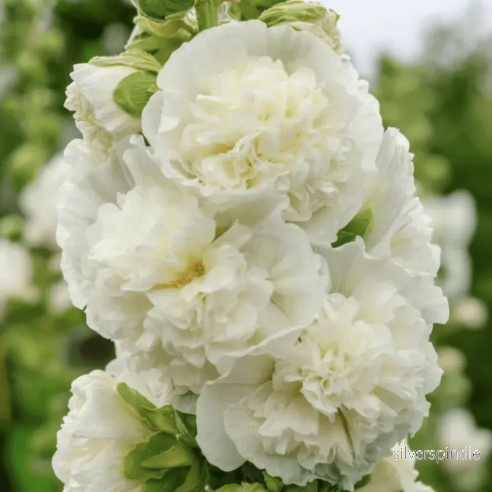 Stockros ‘Chater’s Double White’ Stockros ‘Chater’s Double White’