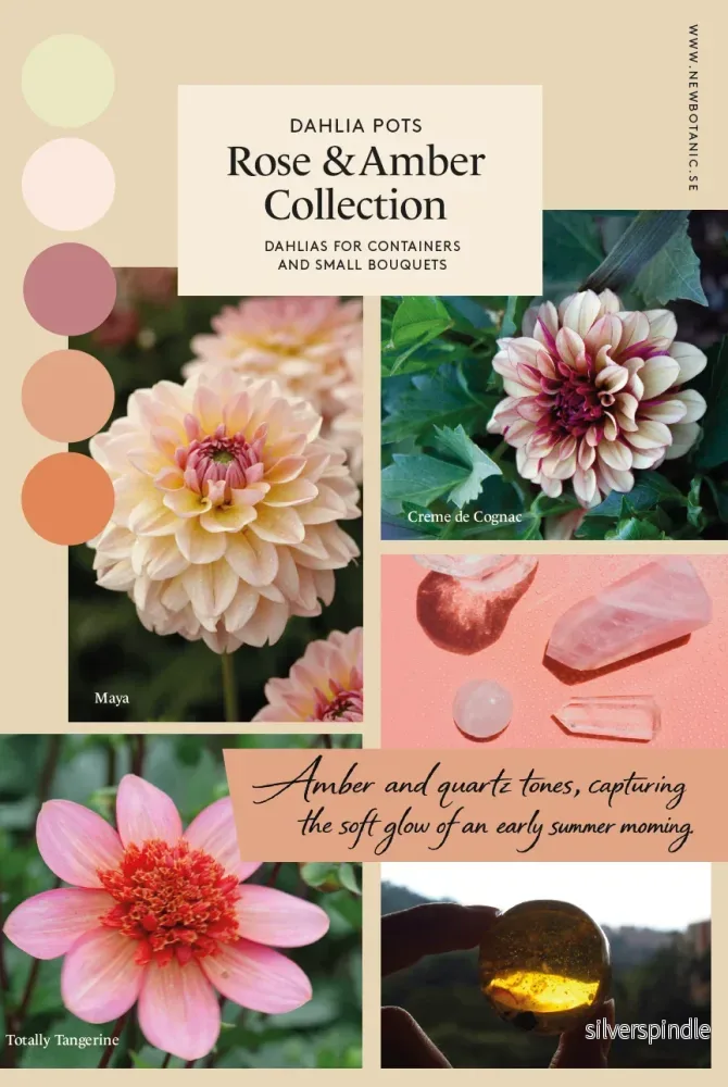 Rose & Amber Collection – dahlior perfekta för krukodling Rose & Amber Collection – dahlior perfekta för krukodling