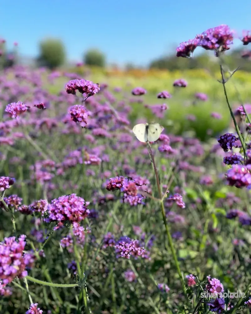 Verbena 'Vanity' - Bild 3
