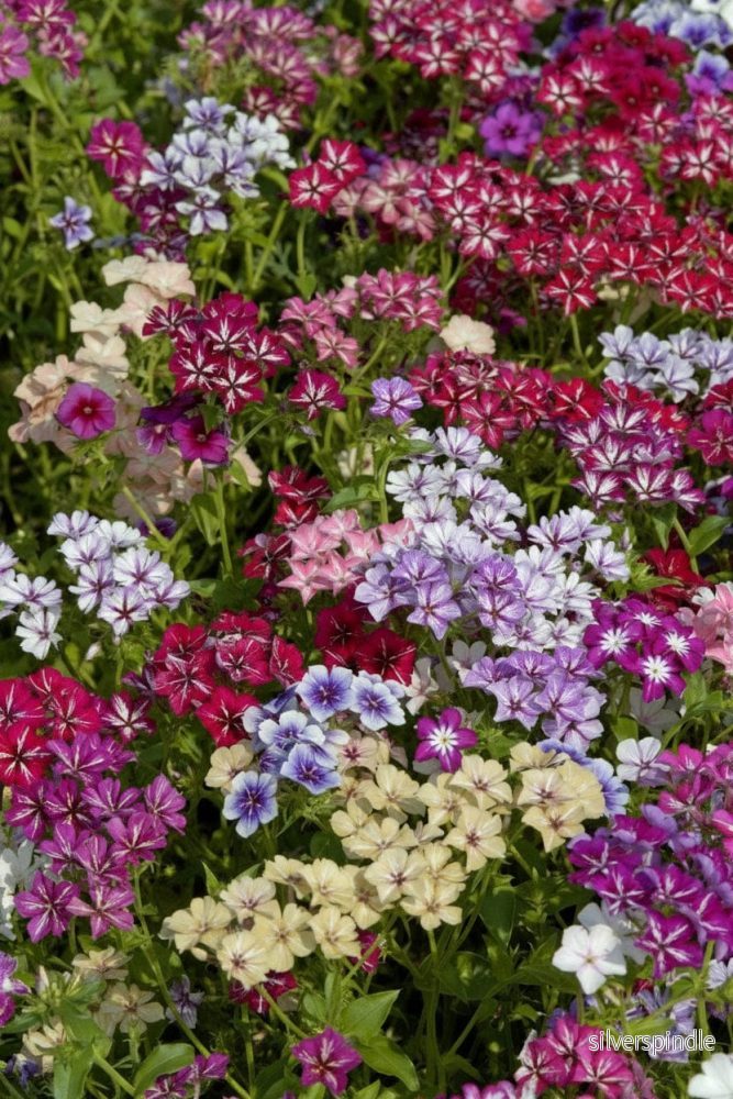 Sommarflox ‘Starry Eyes’ Sommarflox ‘Starry Eyes’