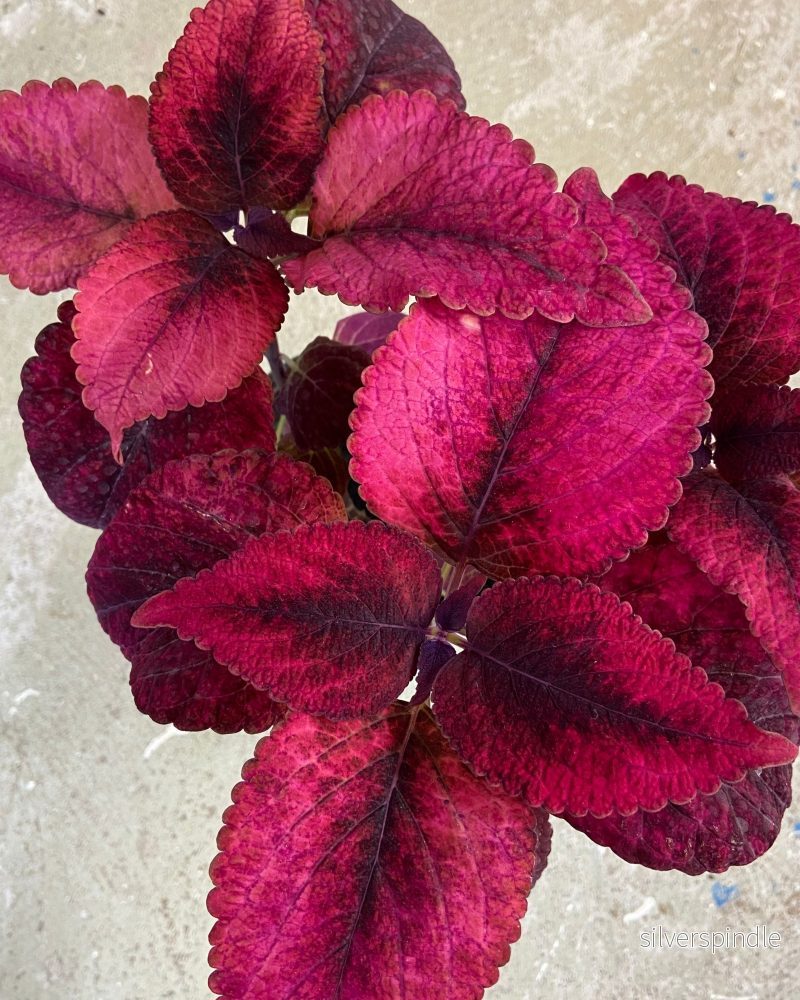 Palettblad ‘Mariposa’