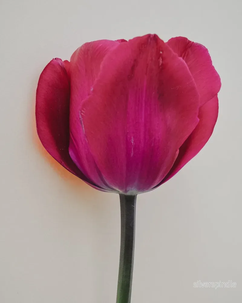 Tulpan ’Roussillion’