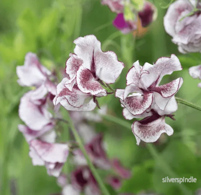 Luktärt ‘Spencer Wiltshire Ripple’ Luktärt ‘Spencer Wiltshire Ripple’
