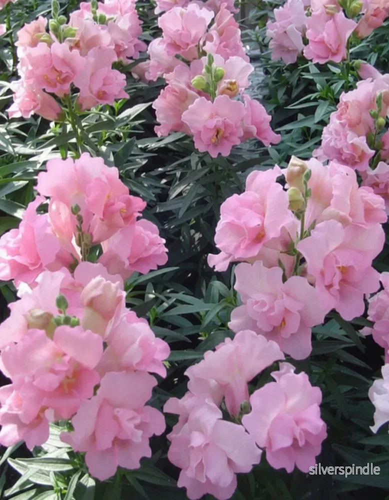 Lejongap ‘Twinny Rose’ F1 Lejongap ‘Twinny Rose’ F1